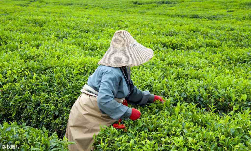 油茶苗大概多少钱一棵？种植前景怎么样？