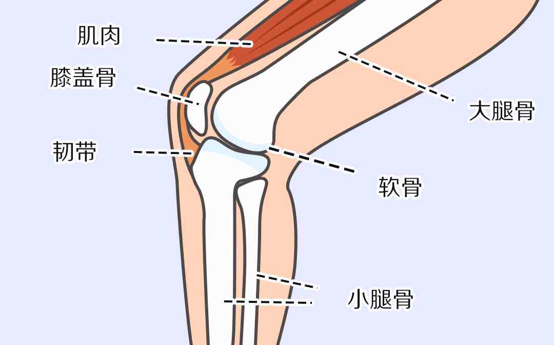 膝盖骨示意图图片