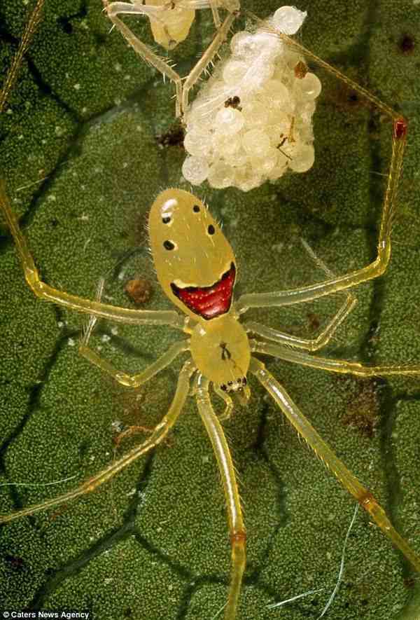 夏威夷的笑脸蜘蛛笑靥如花。这么招摇的它们是如何存活下来的？