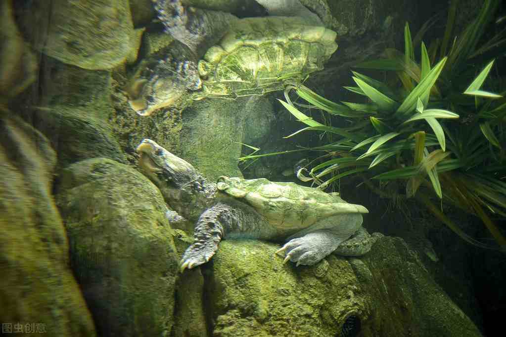 鳄鱼龟饲养鳄龟的亲龟培育养殖技术