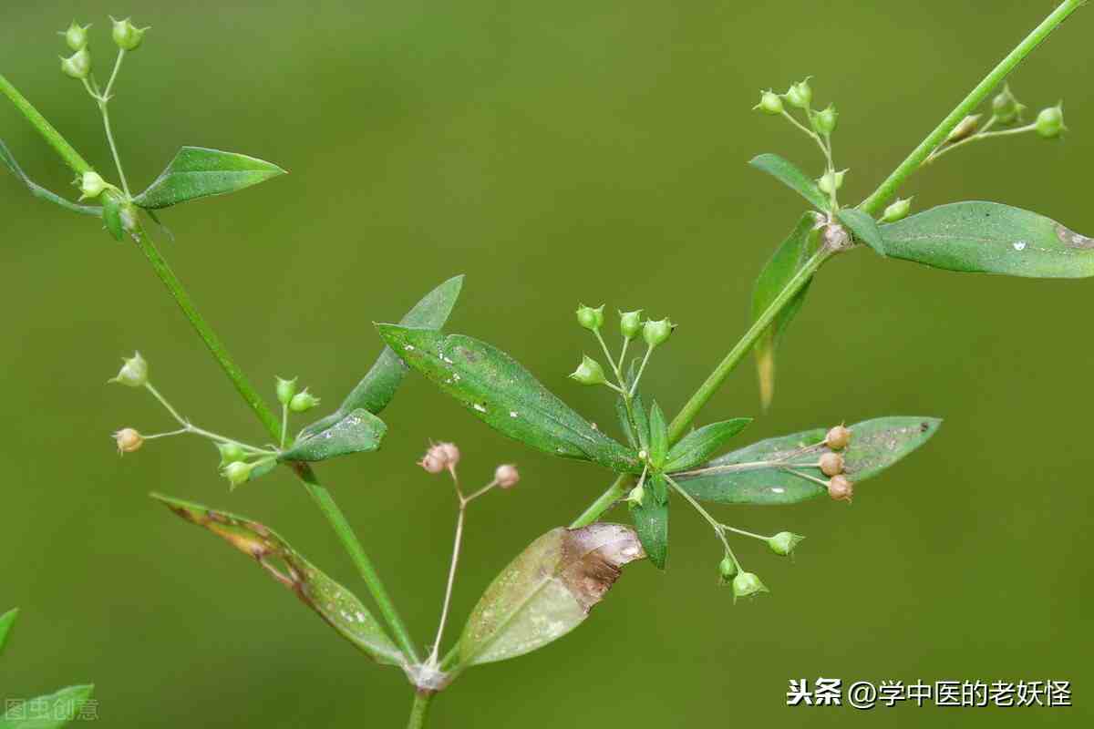 白花蛇舌草的功效与作用及食用方法解释