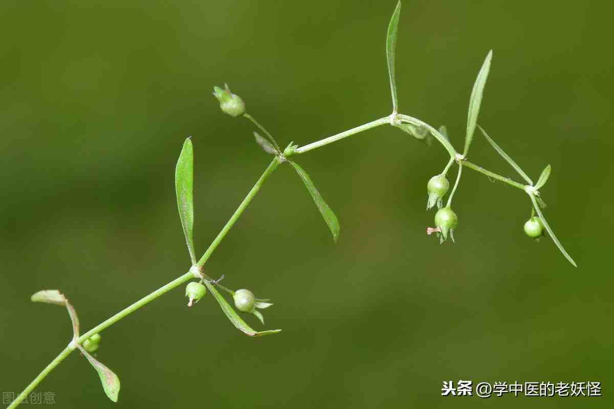 白花蛇舌草的功效与作用及食用方法解释