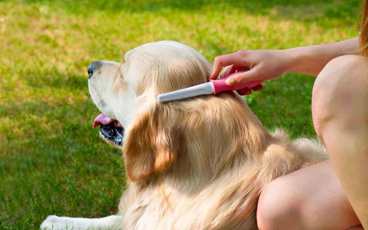 饲养金毛犬最正确的方法，你学会了吗？