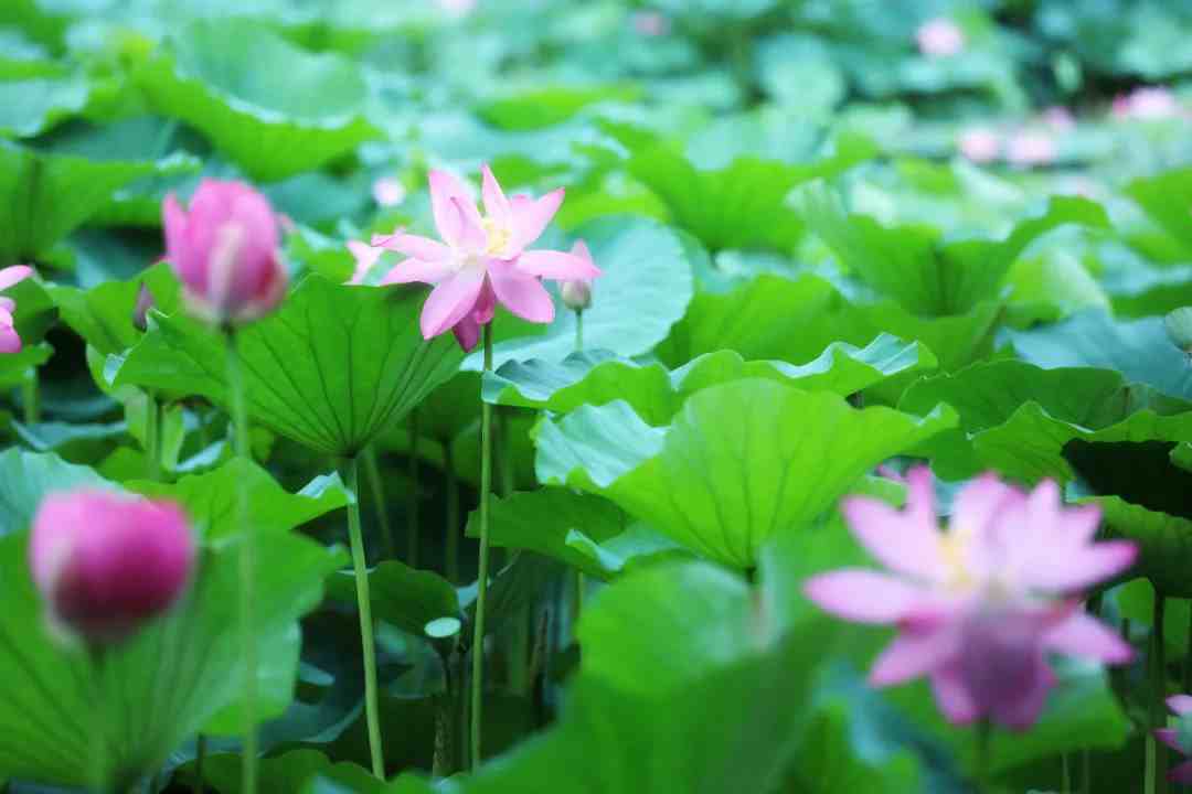 荷花古诗;关于30首荷花诗词，荷风莲香