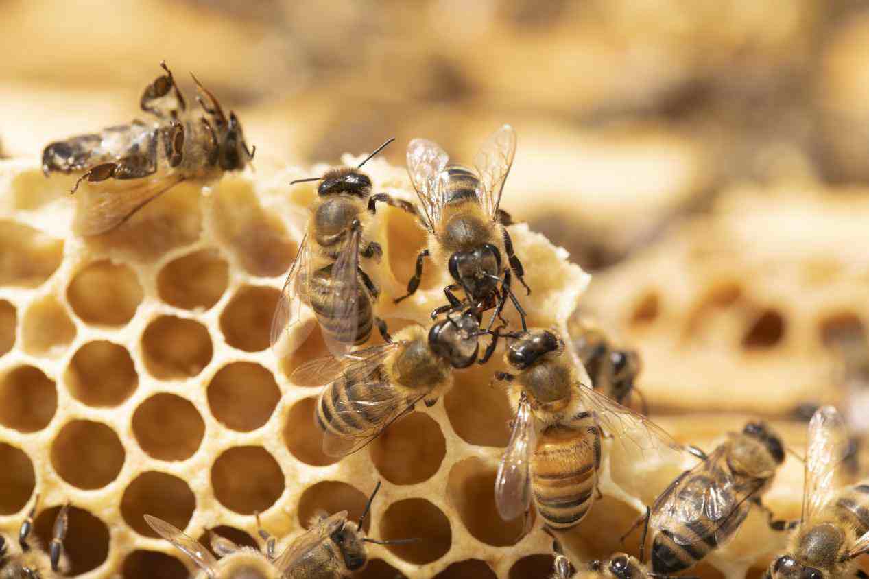 蜂房的功效与作用怎样，蜂房的功效与作用好吗