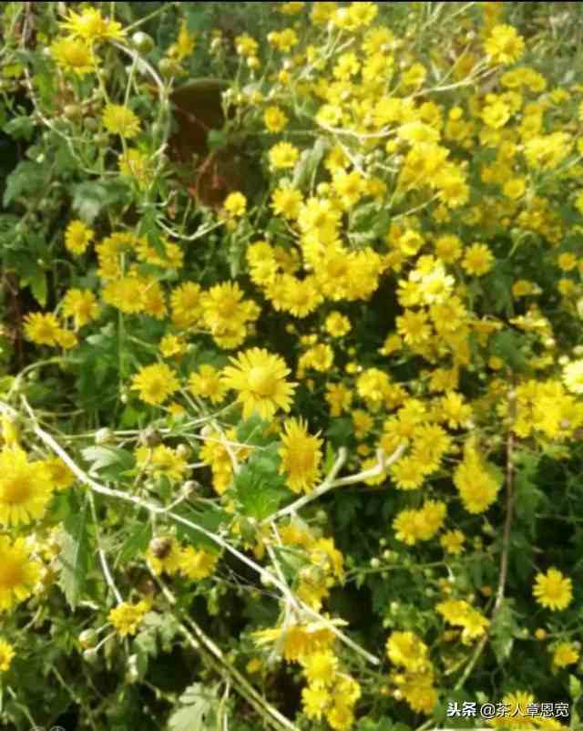 野菊花茶，原来网购菊花茶安全么