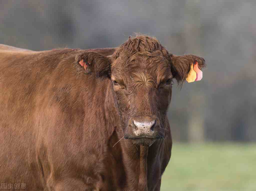 牛的常用饲料怎样，牛的常用饲料好吗