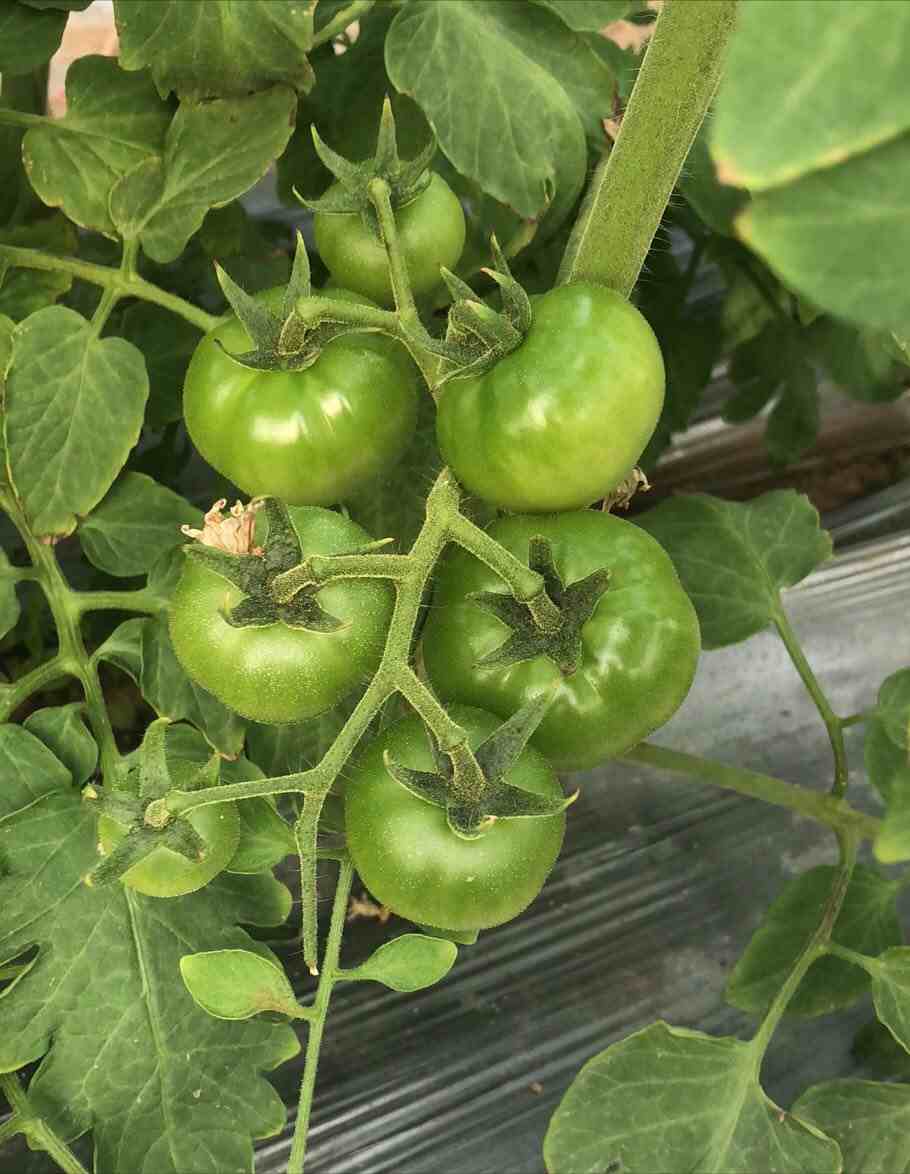 小番茄种植怎样，小番茄种植好吗