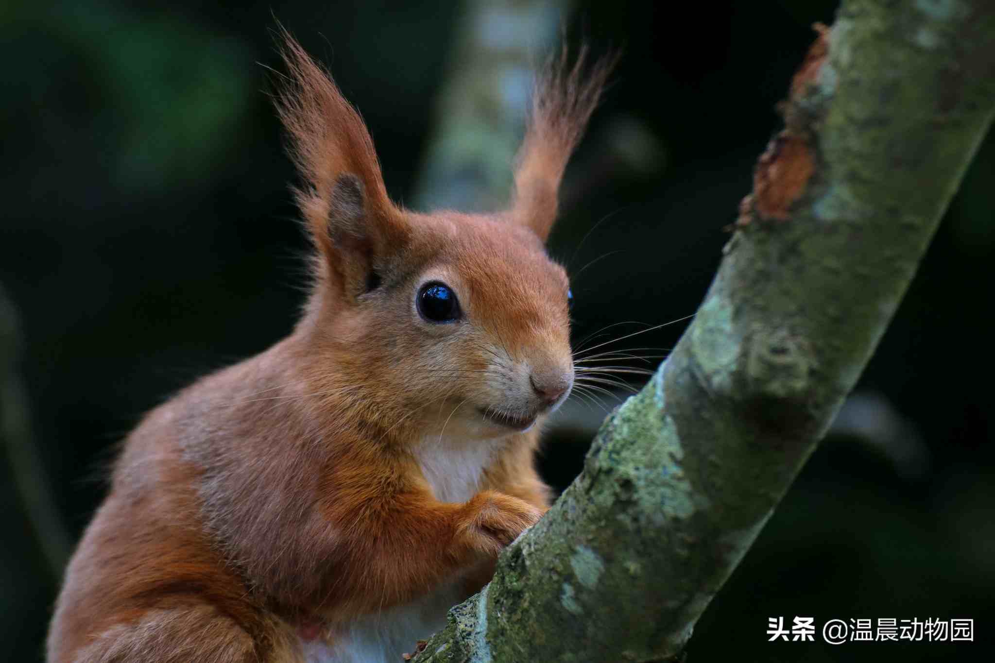 魔王松鼠，看完魔王松鼠