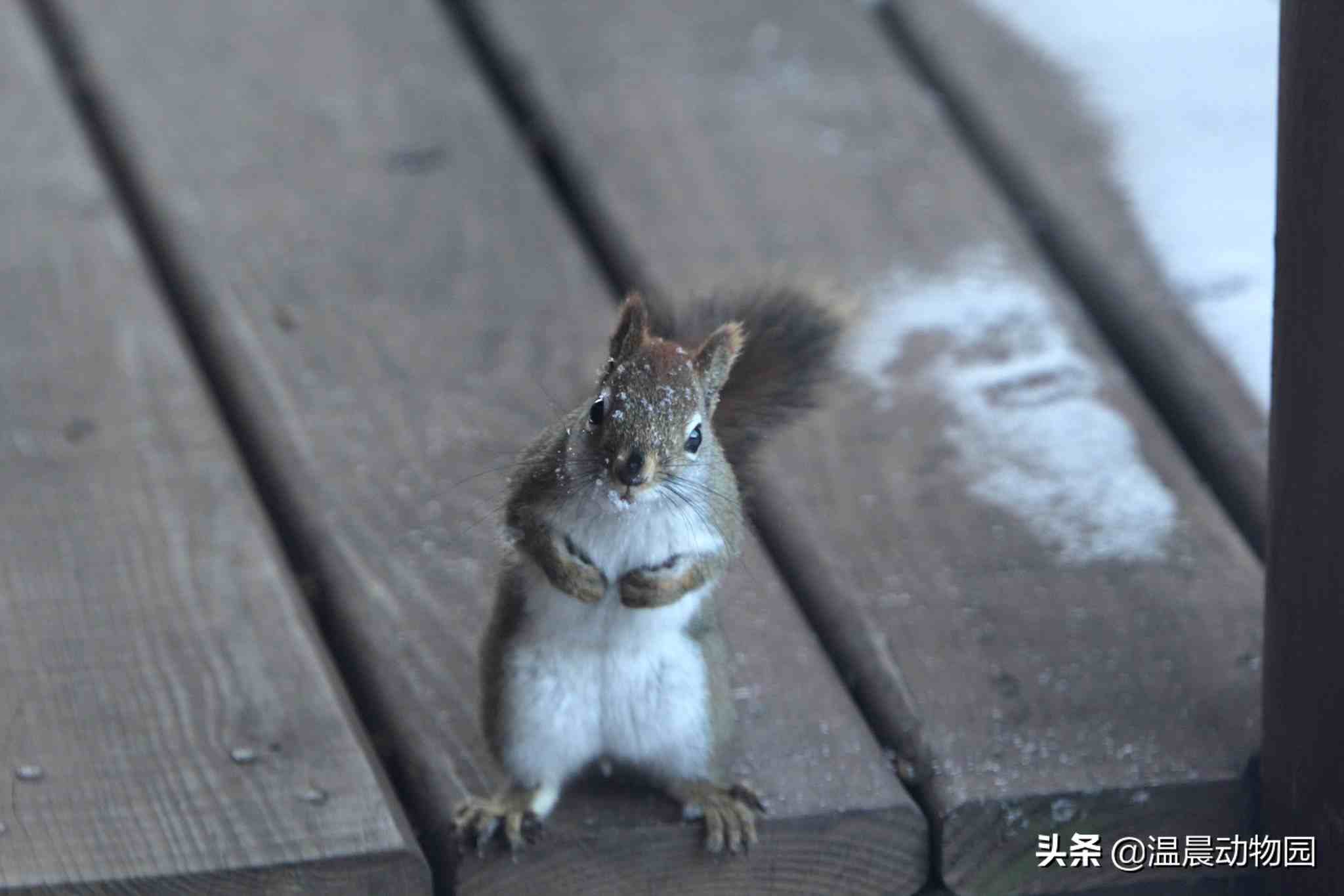 魔王松鼠，看完魔王松鼠