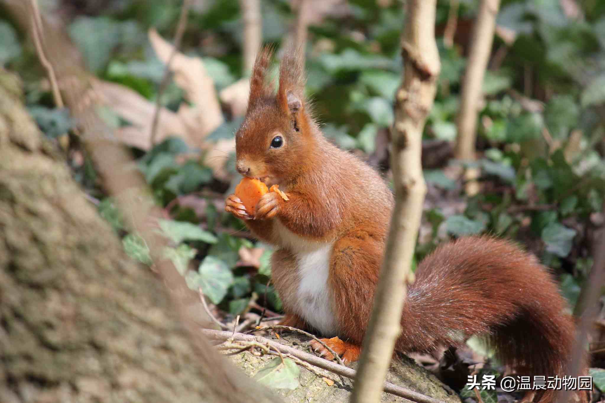 魔王松鼠，看完魔王松鼠