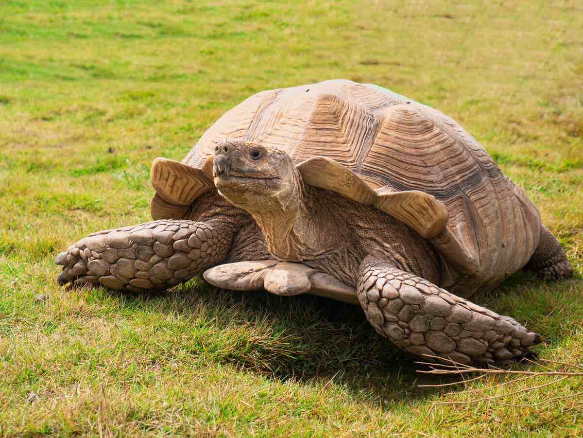 世界上五种巨型龟，寿命最长的陆龟，寿命长达200年