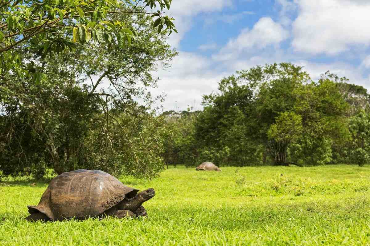 世界上五种巨型龟，寿命最长的陆龟，寿命长达200年