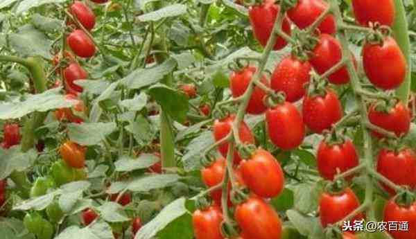 樱桃番茄高产栽培技术