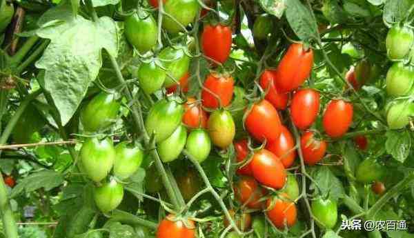 樱桃番茄高产栽培技术