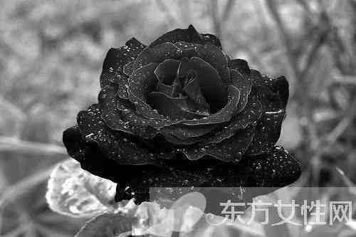 黑玫瑰的花语和传说 黑玫瑰的养殖方法介绍