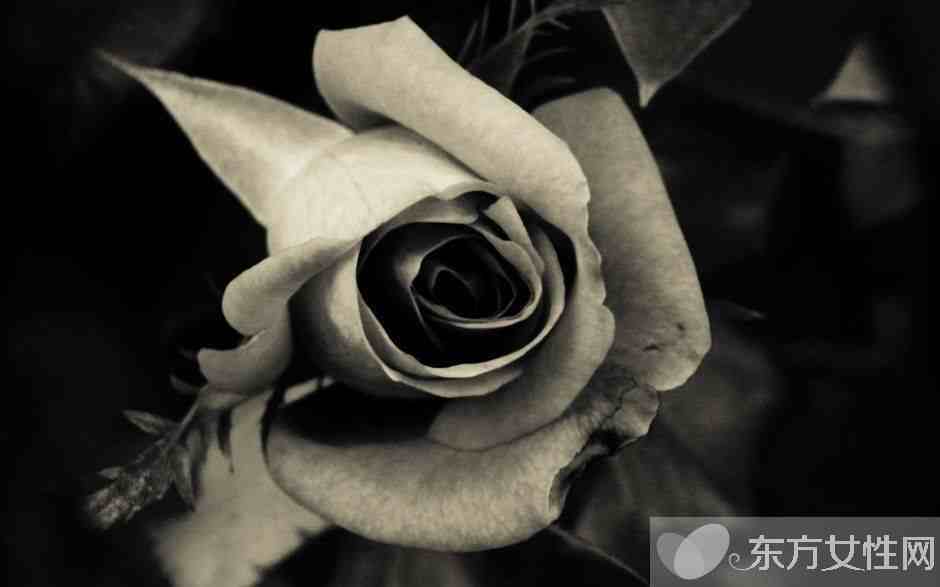 黑玫瑰的花语和传说 黑玫瑰的养殖方法介绍