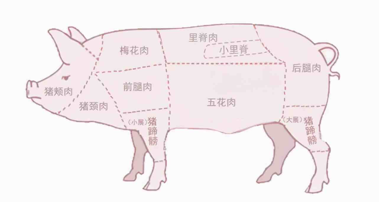 里脊肉图片部位图片