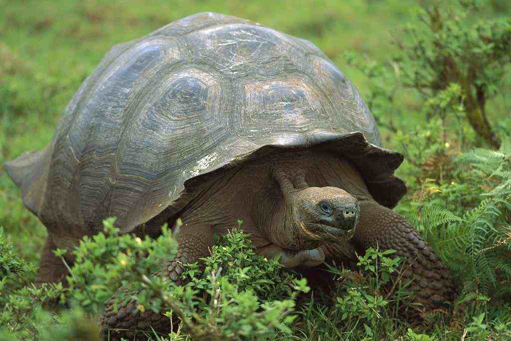 陆龟种类，原来常听说的陆龟介绍