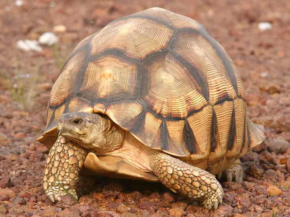 陆龟种类，原来常听说的陆龟介绍