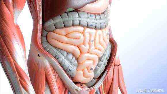 关于肠子的10个小知识让你知道肠子是第二大脑