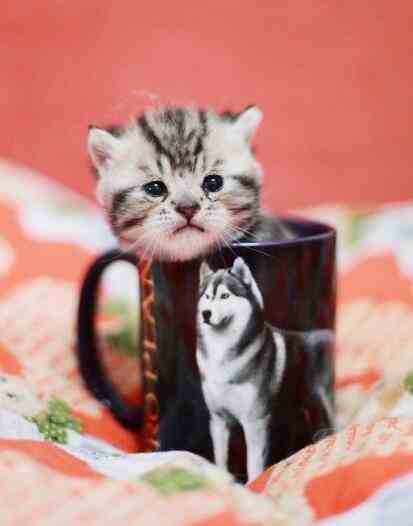 茶杯猫多少钱怎样，茶杯猫多少钱好吗