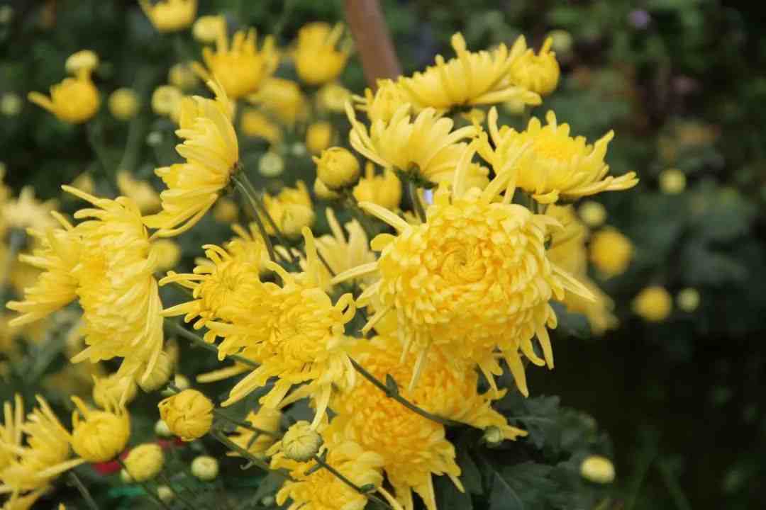 關於菊花的詩句關於菊花的詩句