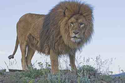 世界上体型最大的狮子图片