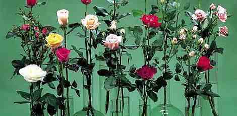 玫瑰花语每朵代表什么？送花的时候注意了