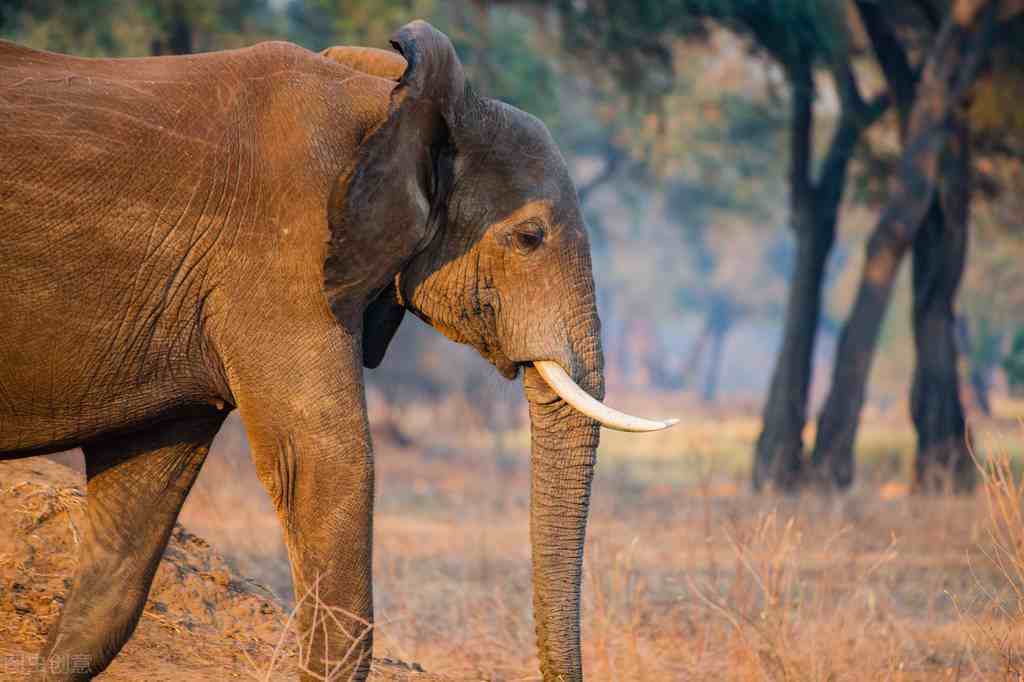 世界上最高的哺乳動物你知道世界上最高的8種動物有哪些嗎