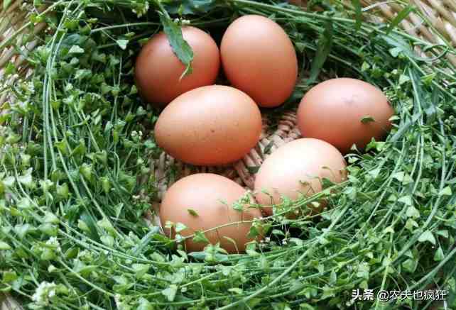 三月初三到了，为何这天要用地菜煮鸡蛋吃？如何制作地菜煮鸡蛋？