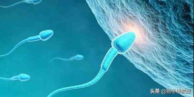 男人吃什么补精子（哪些食物可提高精子质量？）