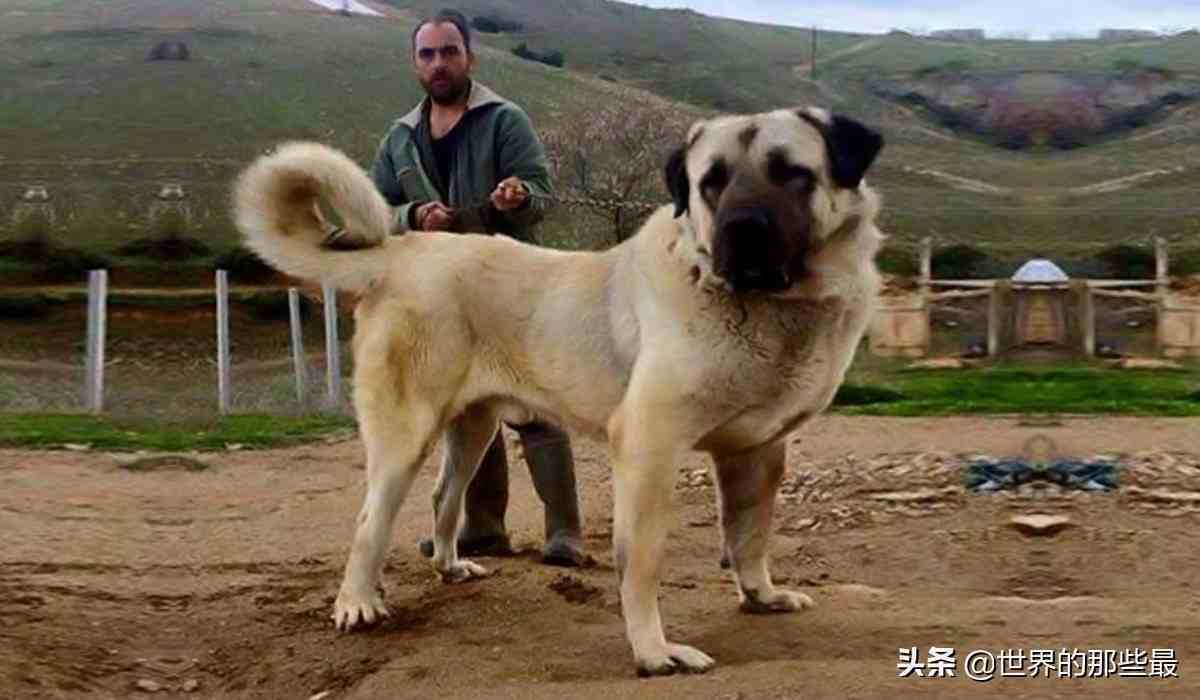 杜高犬vs藏獒纯种藏獒的实力