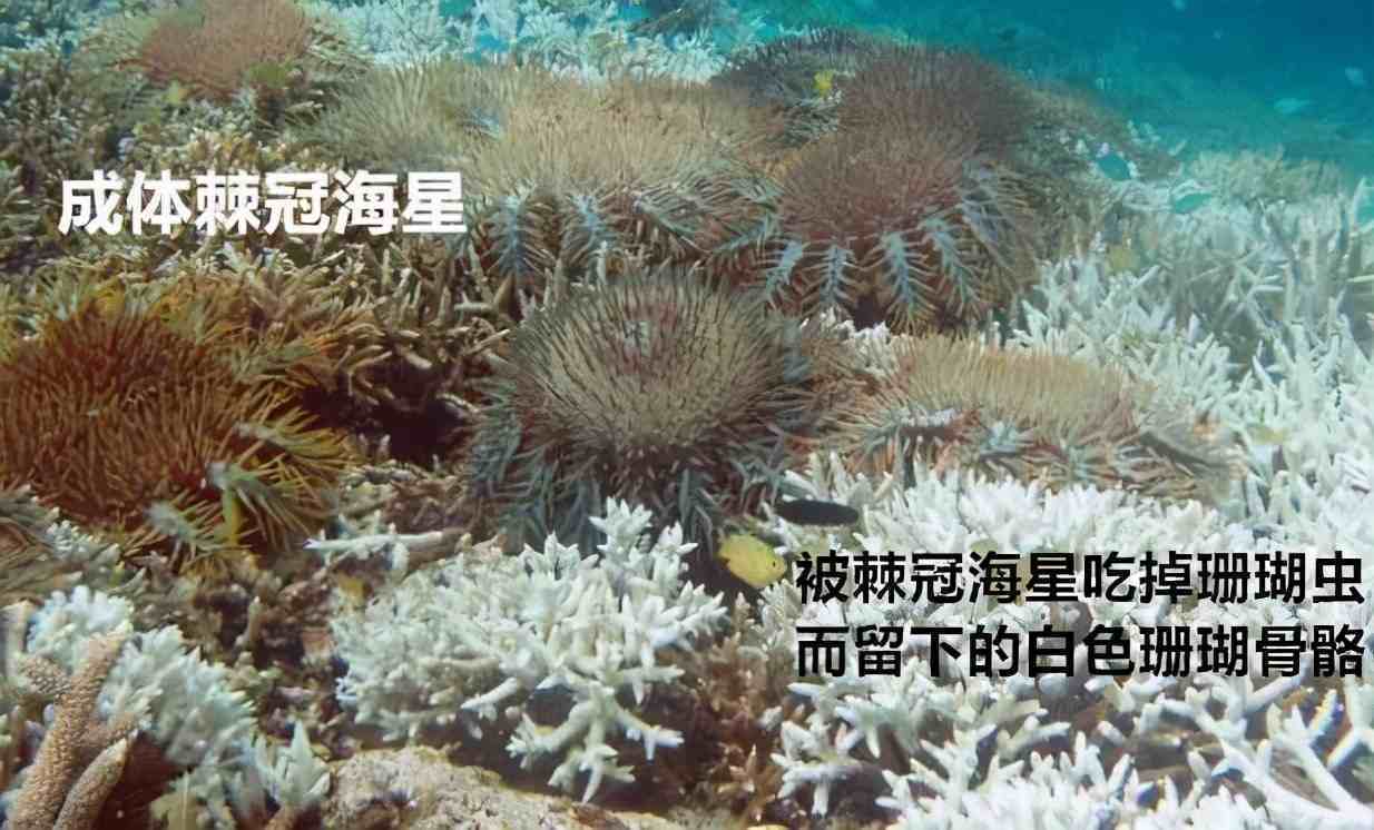 冲之鸟礁（冲之鸟礁是&ldquo;礁&rdquo;，日本为何称之为&ldquo;岛&rdquo;）