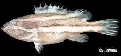 石斑鱼种类（常见石斑鱼大全）