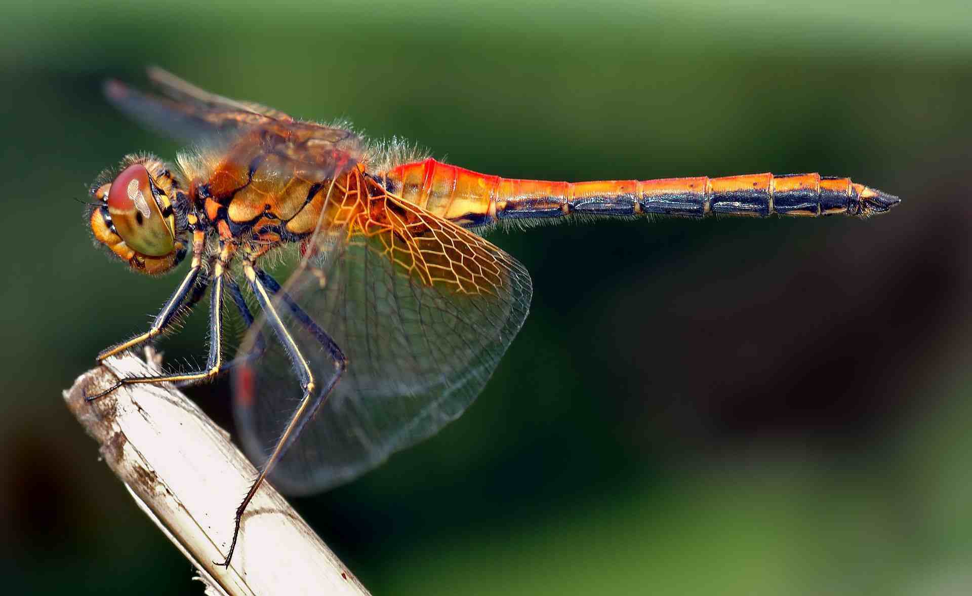 蜻蜓的特点（蜻蜓的习性和特征）