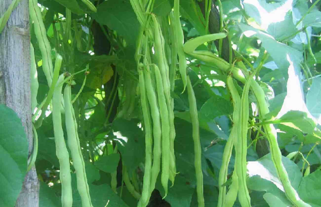 四季豆种植（四季豆种植技术与管理）