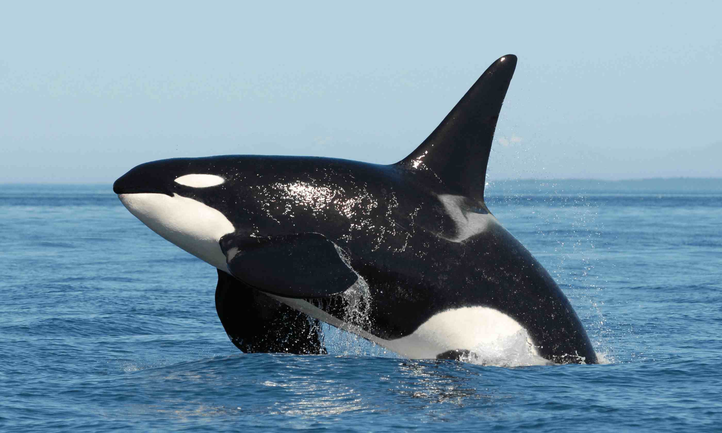虎鲸大白鲨（虎鲸vs大白鲨，谁才是真正的海洋霸主？）