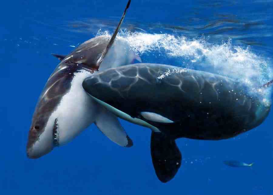 虎鲸大白鲨（虎鲸vs大白鲨，谁才是真正的海洋霸主？）