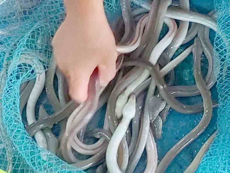 海鳗鱼（海鳗如何做起好吃）