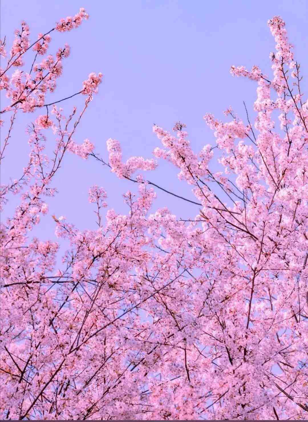 樱花的花语是什么（樱花代表爱情的含义）