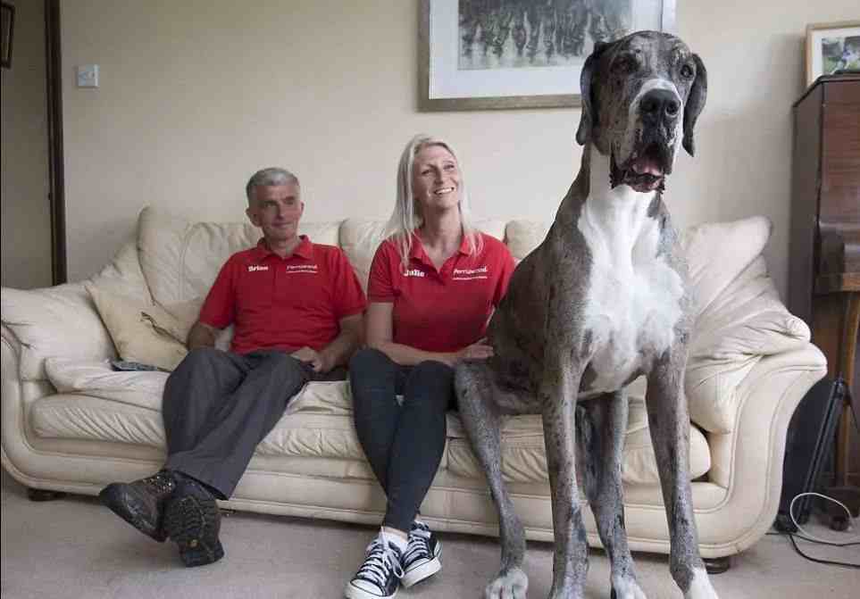最大的狗（世界上最大的犬种）