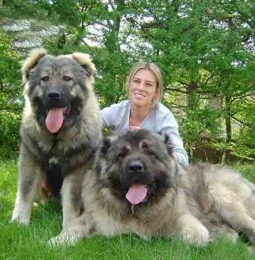 最大的狗（世界上最大的犬种）