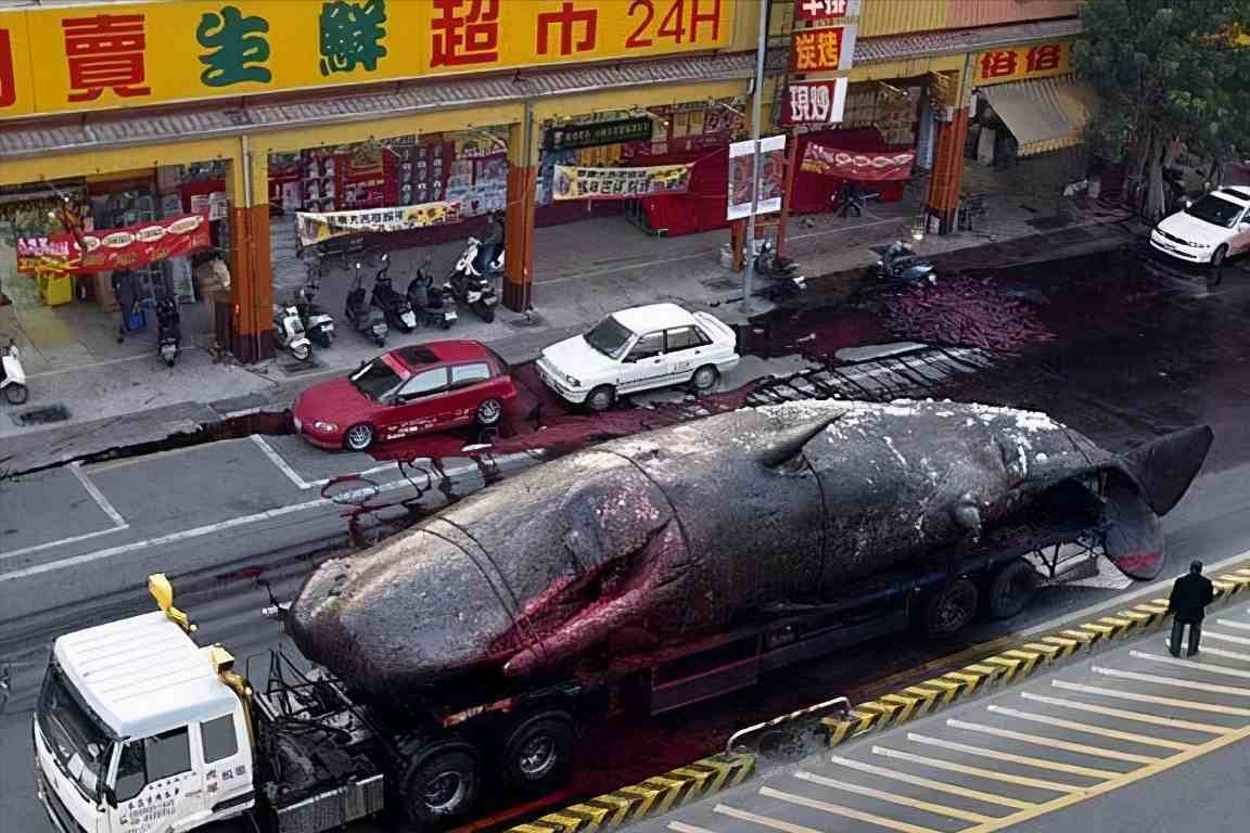 鲸鱼爆炸（10吨重的鲸鱼爆炸）