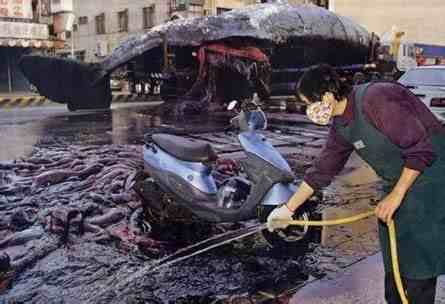 鲸鱼爆炸（10吨重的鲸鱼爆炸）