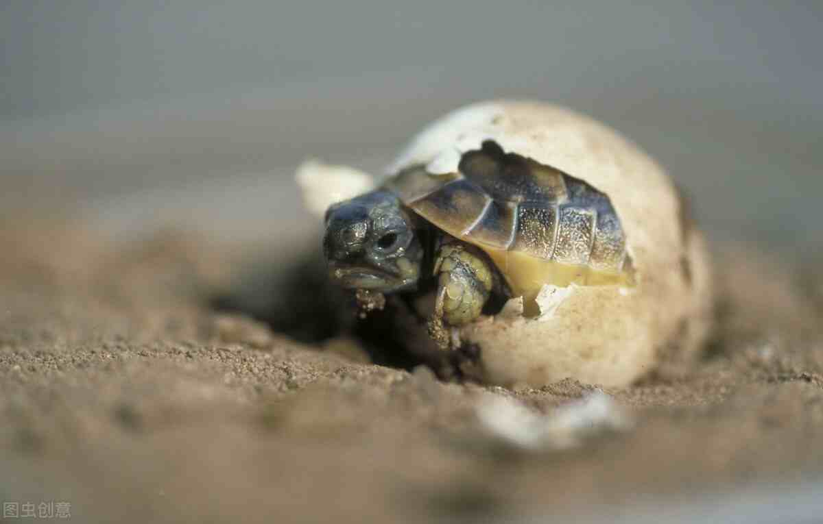 乌龟蛋怎么孵化（新手龟蛋孵化教程）