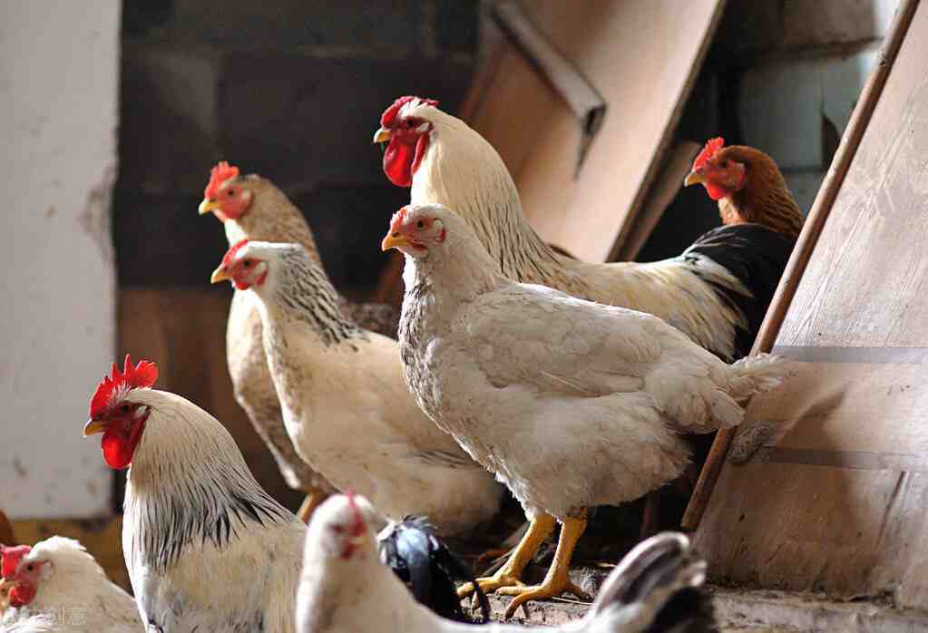 兽医老王谈散养鸡技术与养殖技巧，要从三个方面入手