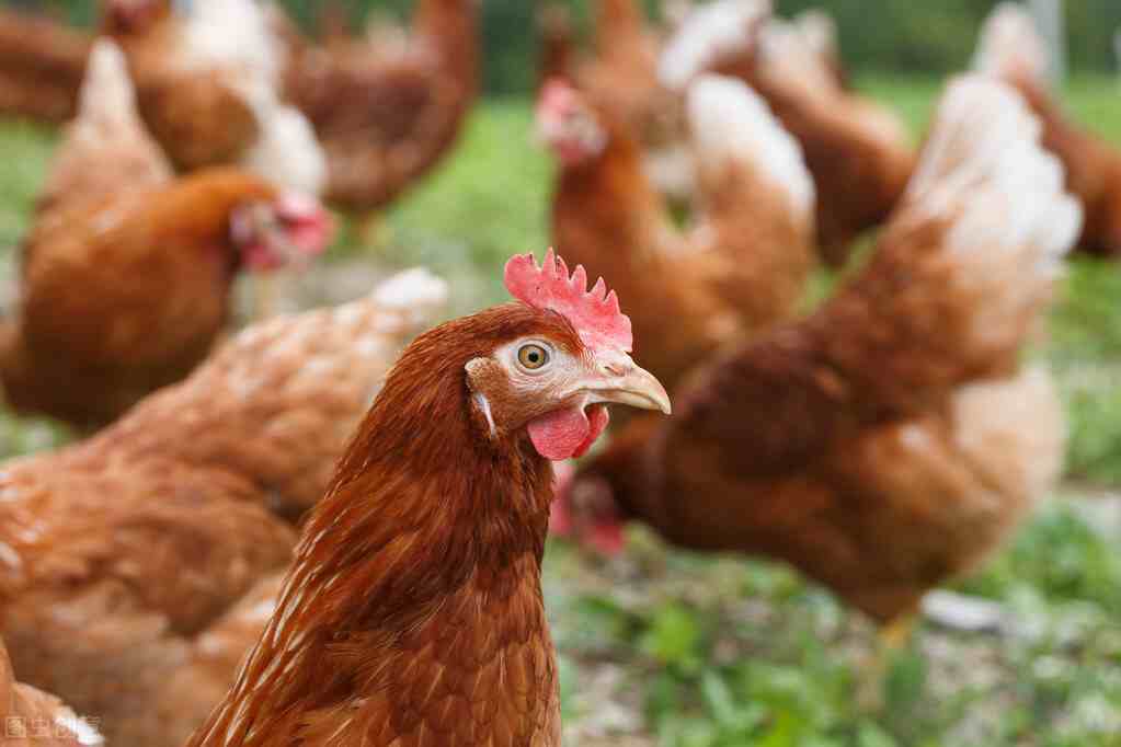 养鸡场管理制度（生态养鸡饲养管理技术）