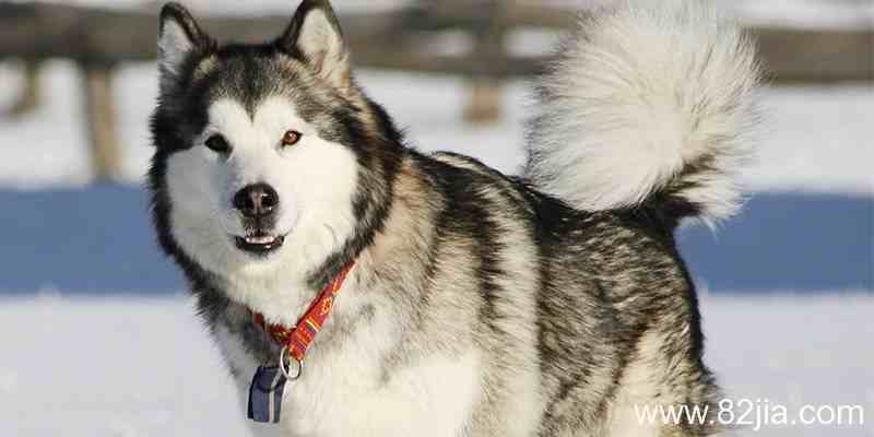 想买长毛阿拉斯加雪橇犬的犬主看一下（阿拉斯加雪橇犬介绍）
