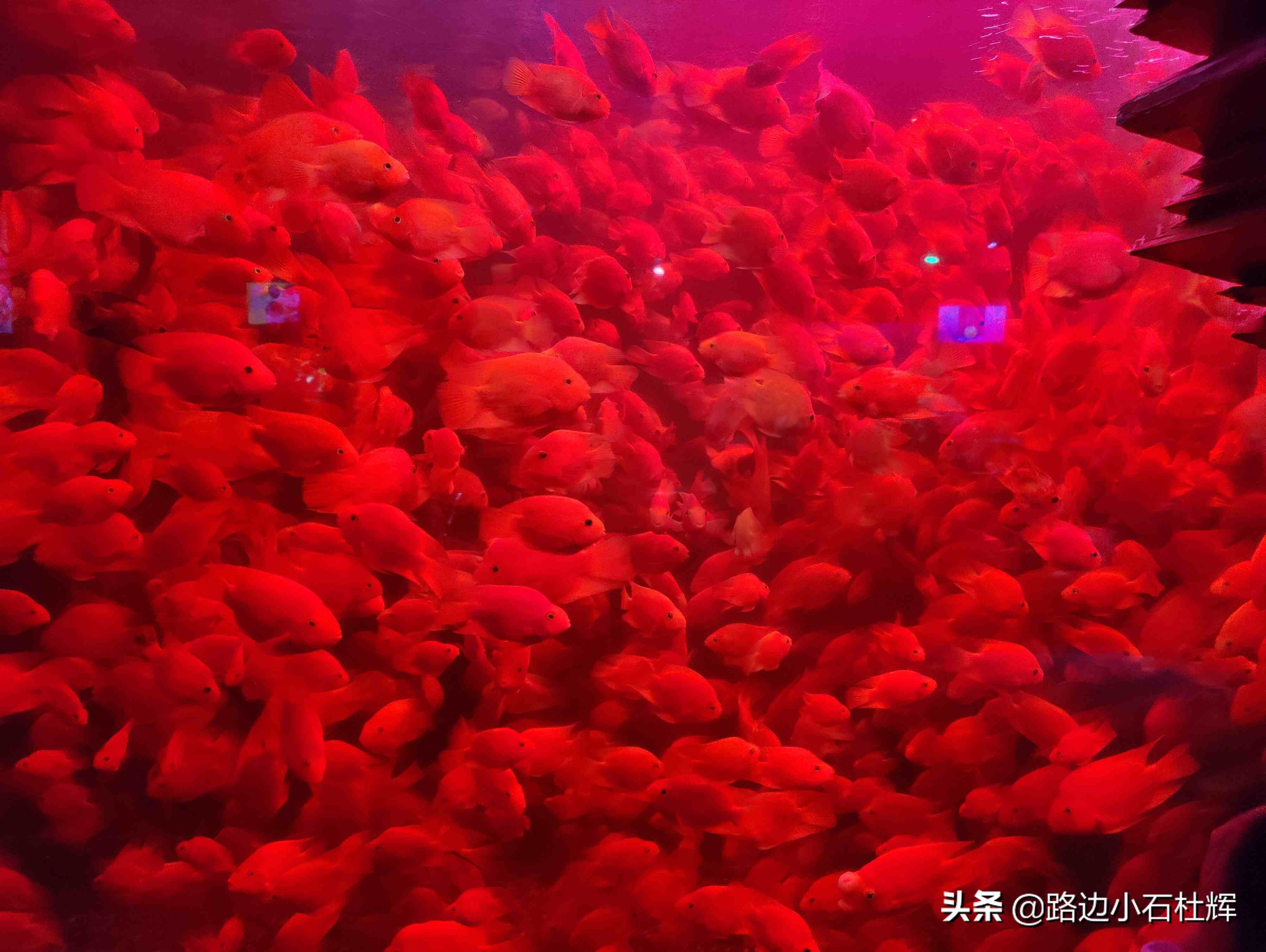 北京太平洋海底世界（北京三个海洋馆哪个好）